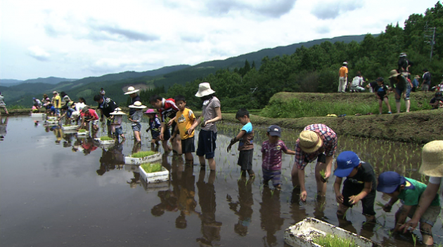 田植え